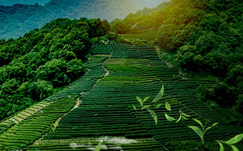 伍家台贡茶产业协会